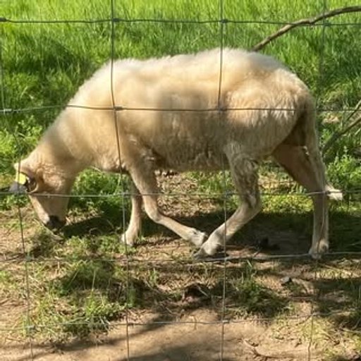 The Sheep Queen Experiment